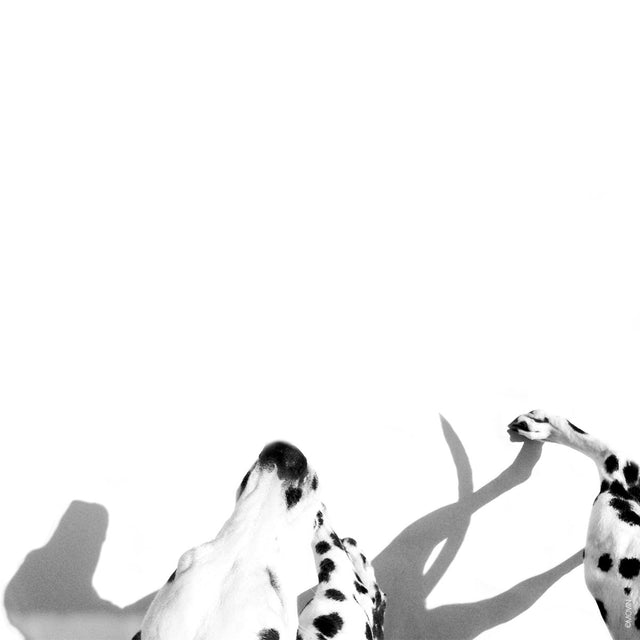 DIA MUNDIAL DOS ANIMAIS-MOVIN